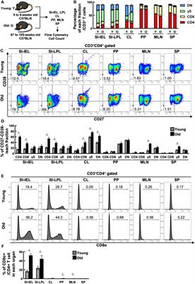 Single cell analysis revealed that two distinct, unique CD4+ T cell subsets were increased in the small intestinal intraepithelial lymphocytes of aged mice